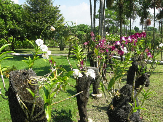 B Bali Orchideen Garten B Ihr Spezialist Fur Individuelle